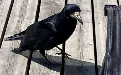 Korpin kutsu Pohjolaan